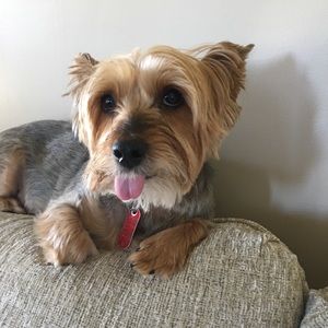 Meet your Posher, Allison